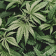Image for article titled HBCUs Want Legalized Marijuana to Benefit More Black People